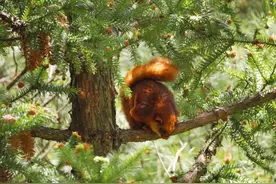 在浙江绝迹36年的“飞鼠精灵”重新现身庆元图片