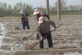 山西运城夏县：红薯种植正当时 科技助力乡村振兴图片