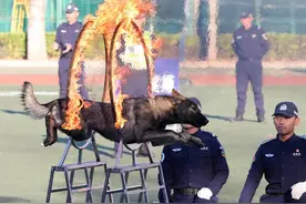 各显神通！中国警犬“战力”十足图片
