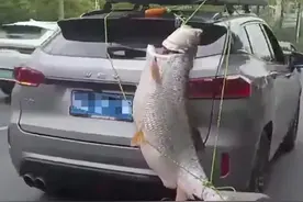 广西一“钓鱼佬”钓到巨型鱼后绑车尾游街，结果乐极生悲了……图片