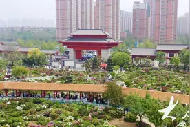 好一朵美丽的“富民花”——菏泽市牡丹产业高质量发展纪实图片