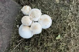 紧急！千万别吃！雨后突然大量出现…图片