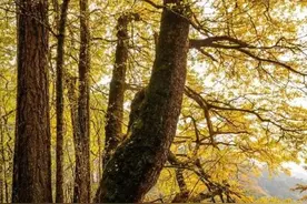 【学会本草】银杏：药中“活化石”图片