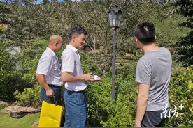 凤凰山上茶香浓，普惠金融“活水”润单丛图片