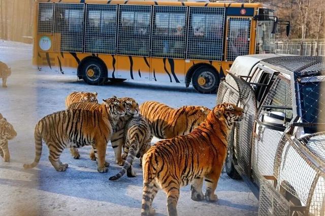 【亲子营】超多冰雪玩法！带孩子来一场哈尔滨亲子奇遇记