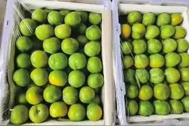 价格大跳水！昆明最低卖……图片