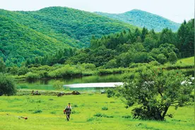 大阳沟里寻“仙草”（道地药材巡礼·吉林篇）图片