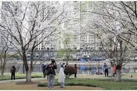 武汉市民在樱花树下备战马拉松：很幸运中签汉马，希望跑出好成绩图片
