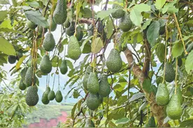 孟连牛油果 产销两头旺图片