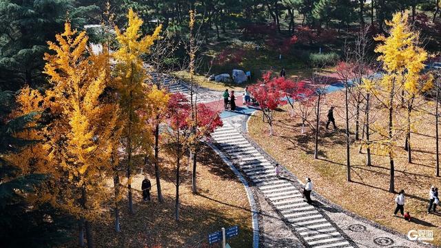 秋染双珠：斑斓叶色与湖光闲情