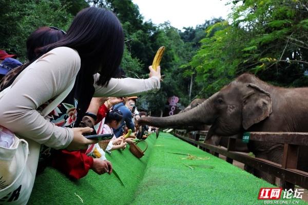 岁暖时刻丨西双版纳森林公园：彩裙碰彩伞，傣风裹着蕉香漫