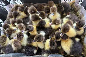 小鸭苗“搭乘”飞机有氧舱出省，南航物流助力湖南农产品“飞”全国图片