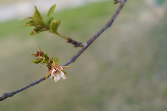 植物园不止失去一个秋天