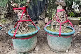 “福州产”澳洲杉盆景观赏绿植畅销各地图片