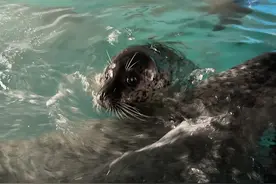 12只斑海豹重见光明的路还要走多远图片