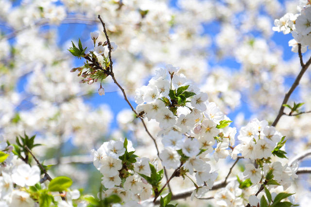 【看见•滨州】春日游园赏繁花 滨州品质提升绘就宜居新画卷