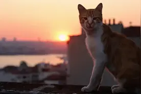 一次救猫事件：艰难的决策与漫长的十天图片