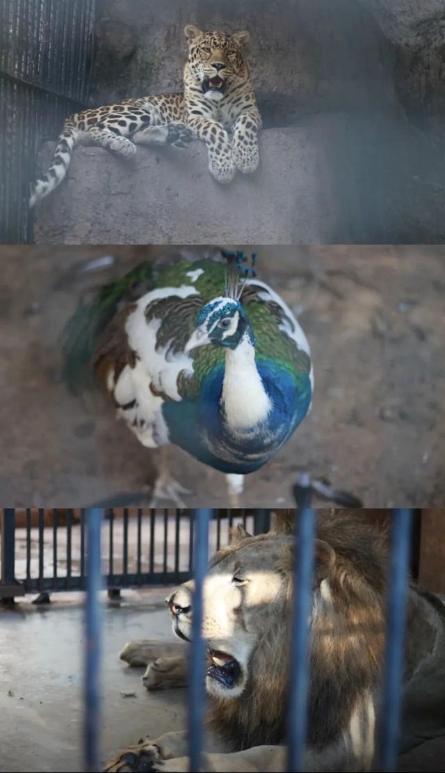 三明文旅福利来啦！《疯狂动物城2》联名公仔免费抽，手慢无！