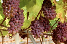 云南弥勒：6500余亩茉莉香葡萄错峰上市图片