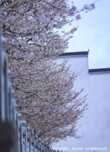 长沙赏樱好去处，这份指南请收下！奔赴城市“限定款”浪漫，不负春日好时光