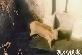 小麋鹿掉落深水池，麻醉后被救上来图片