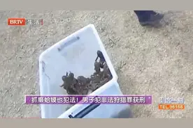 北京一男子狂捉130只癞蛤蟆，然后悲剧了！图片
