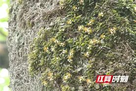 湖南双牌阳明山：珍稀野生兰科植物台湾盆距兰群落迎来盛花期图片