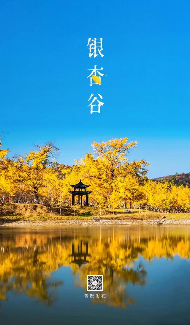 网上爆火的“银杏伞”，在银杏谷……