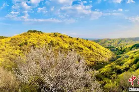 山西安泽邀客观赏百万亩连翘花开 畅游“金色海洋”图片