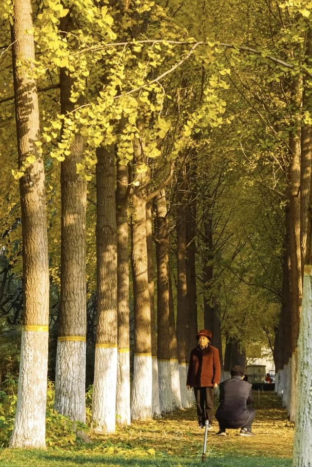 郑州银杏进入最佳观赏期！这10处地铁可直达