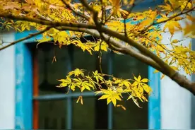 上海财经大学关于2025年硕士研究生招生考试初试成绩查询及申请复核的公告图片