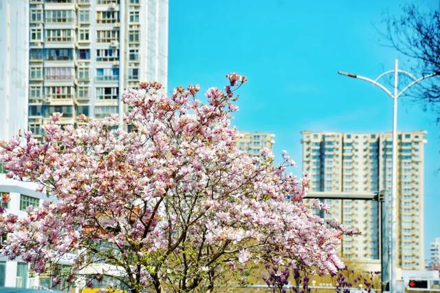 春色满城！定州藏不住的温柔与浪漫