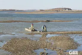 2个小时收获2000多斤！青岛这片海滩密密麻麻都是……个大肥美，纯野生！图片