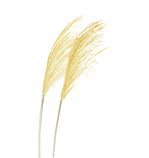 "我还要再来！"这个项目，98%的人去了都不想回家