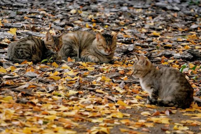 金山这些地方“含金量”满满，再不去等明年…