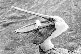 鹈鹕为什么喜欢吃“同事”图片