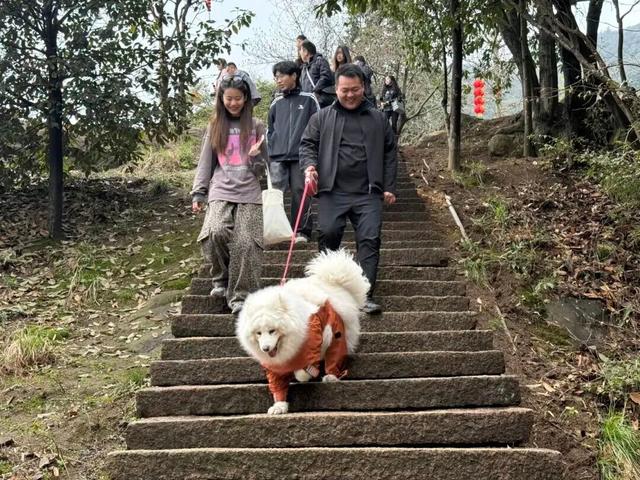 大批“毛孩子”到达！池州这个景区太受宠