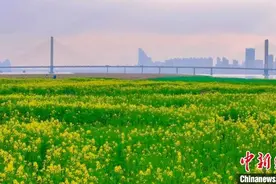 江西南昌80余万亩油菜花陆续开放 将于3月中旬迎来盛花期图片