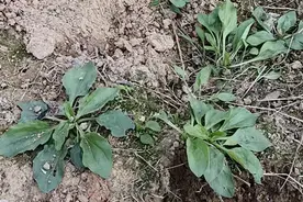 常用中药100味｜车前草：路边的“养生宝”图片