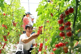 京津冀协同创新河北故事⑦丨一个实验基地，引来两千多个果蔬新品图片