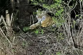 吉林延吉一男子夜驾与东北虎隔窗对视，当地林业局：村里有牛被咬死，保险公司会理赔图片