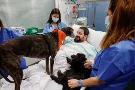 英媒：缓解紧张情绪，西班牙医院用“治疗犬”激励病人图片