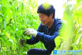 “草莓柿子”成增收“新宠”，威海文登特色农业让盐碱地变“聚宝盆”图片