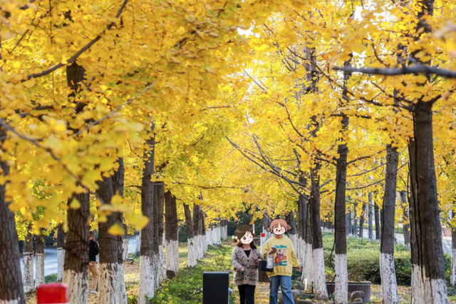 美爆了！余杭银杏打卡地出炉
