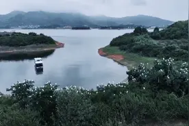 宁德古田：翠屏湖畔飞白鹭  尽显生态之美图片