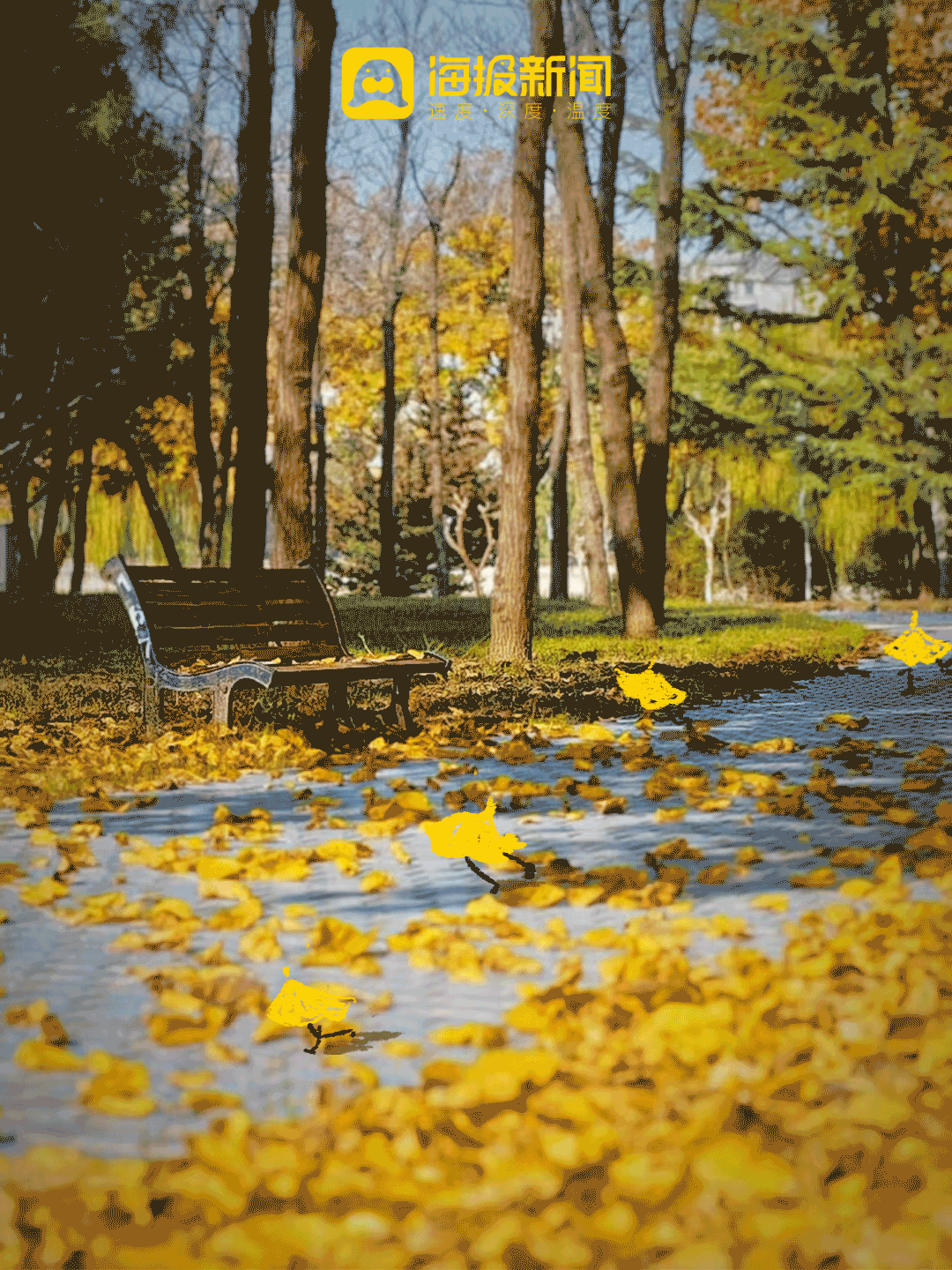 动图海报丨那就好好告别吧，在潍坊最后的秋景里！
