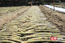 我的大城小镇丨人勤春来早，培育甘蔗种苗开启新一年的甜蜜事业图片