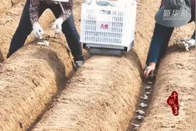 新华社聚焦山东潍坊：生姜种植田间忙图片