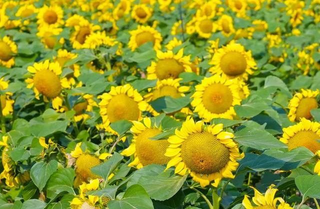 大片向日葵盛开！走！赏花去！
