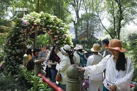 当绣球花海遇上千年古刹 到杭州邂逅夏日限定浪漫图片
